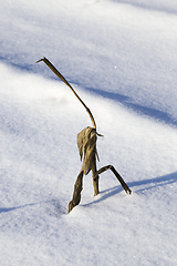 Image showing snow covered agricultural field