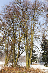 Image showing trees in winter