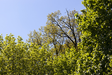 Image showing plant growth