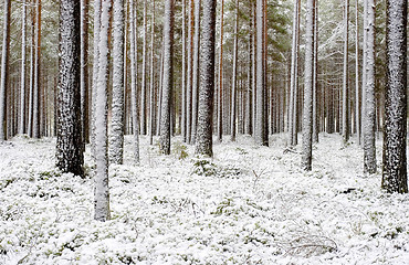 Image showing Winter forest