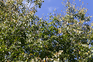 Image showing autumn foliage on a tree