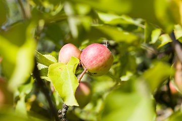 Image showing apples with worms, on a tree