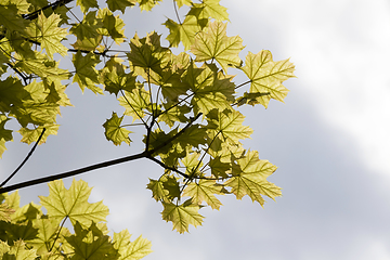 Image showing maple leaves