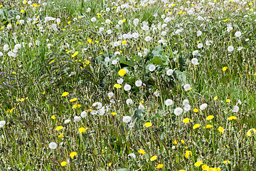 Image showing pasture with grass and dandelions