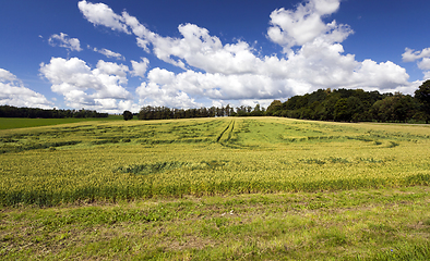 Image showing grass in spring or summer