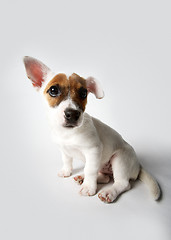 Image showing Terrier puppy