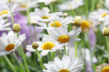 Image showing Summer Flowers