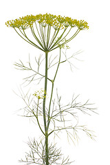 Image showing Dill (Anethum graveolens)