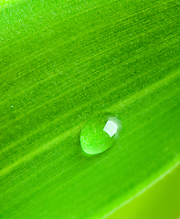 Image showing Green leaf with water droplet