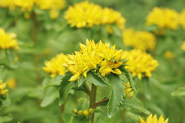 Image showing Kamtschat sedum