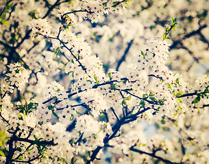 Image showing Apple tree blossoming branch