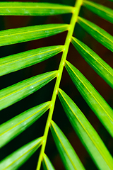 Image showing Palm leaf close up