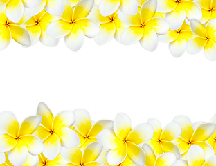 Image showing Frangipani background