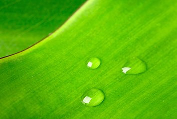 Image showing Green leaf with water droplet