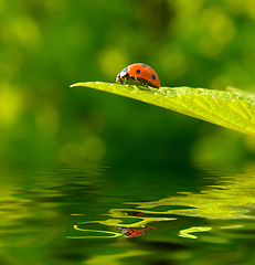 Image showing Red ladybug (Coccinella septempunctata) on green leaf