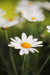 Image showing Summer Flowers