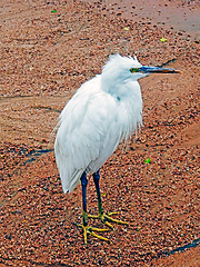 Image showing Little egret