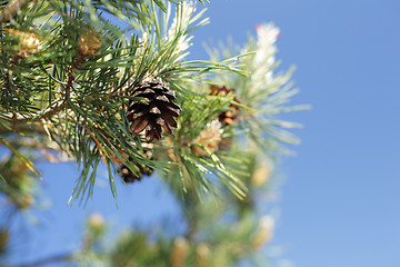 Image showing Pine Cone