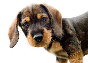 Image showing Dachshund puppy