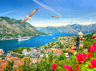 Image showing Seagulls in Kotor