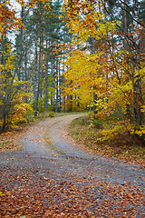 Image showing Autumn forest. Forest with country road at sunset. Colorful landscape with trees, rural road, orange leaves and blue sky. Travel. Autumn background. Magic forest.