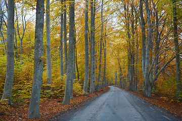 Image showing Autumn forest. Forest with country road at sunset. Colorful landscape with trees, rural road, orange leaves and blue sky. Travel. Autumn background. Magic forest.