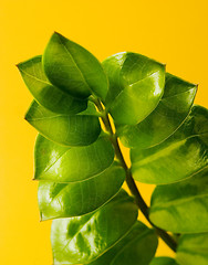 Image showing Zamioculcas plant