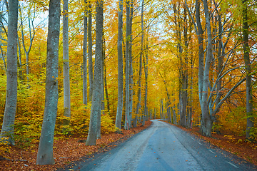 Image showing Autumn forest. Forest with country road at sunset. Colorful landscape with trees, rural road, orange leaves and blue sky. Travel. Autumn background. Magic forest.