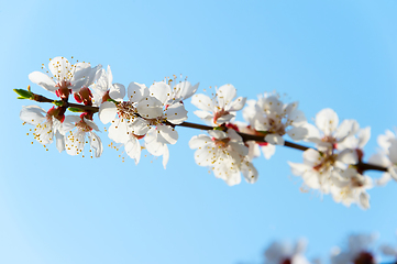 Image showing Blossom flowers tree branch spring