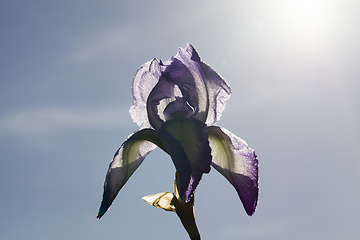 Image showing purple iris flower