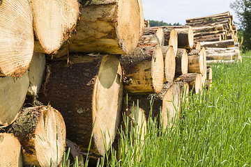 Image showing tree trunks in the forest