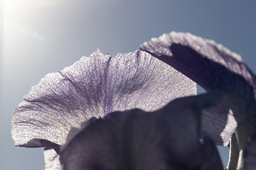 Image showing beautiful blue or purple iris