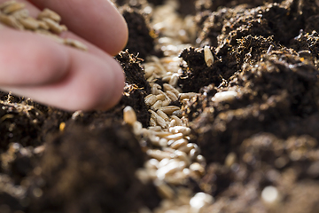 Image showing rye grain