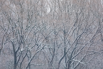 Image showing Winter landscape covered with snowfall