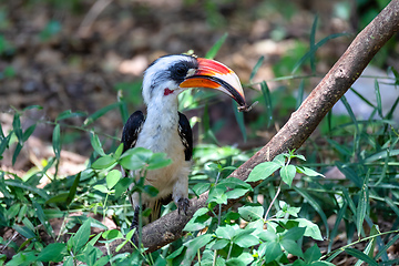 Image showing bird Von der Deckens Hornbill, Ethiopia wildlife