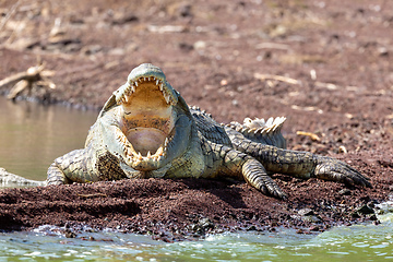 Image showing big nile crocodile, Chamo lake Ethiopia, Africa