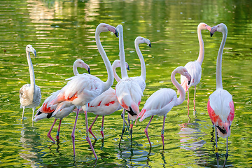 Image showing Beautiful American Flamingos