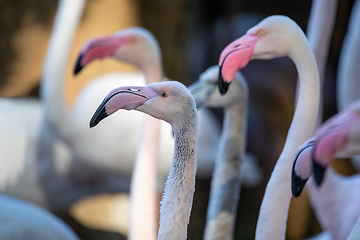 Image showing Beautiful American Flamingos