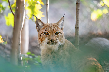 Image showing Lynx Portrait during the autumn