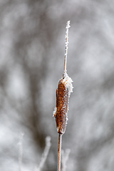 Image showing Reeds in winter frost