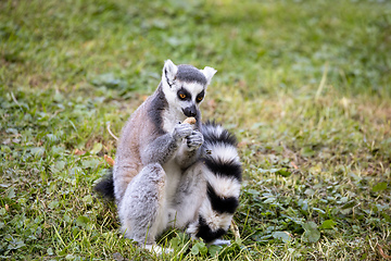 Image showing Ring-tailed lemur, Lemur catta. Striped