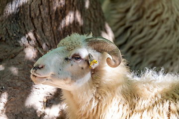 Image showing ram or rammer, male of sheep