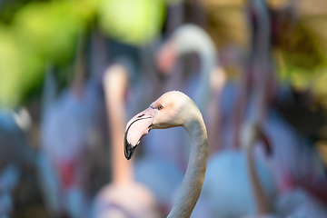 Image showing Beautiful American Flamingos