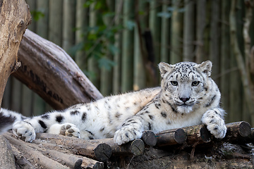 Image showing snow leopard, Irbis Uncia uncia