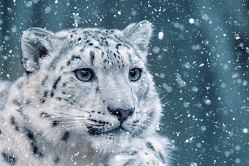 Image showing snow leopard, Irbis Uncia uncia