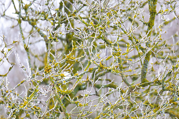 Image showing tree with frost. natural background