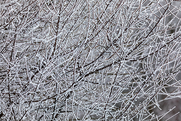 Image showing tree with frost. natural background