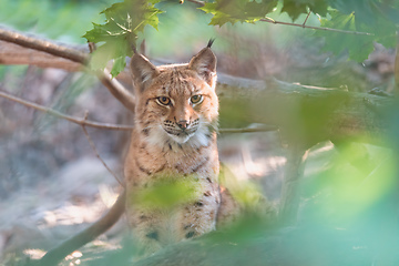 Image showing Lynx Portrait during the autumn