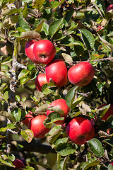 Image showing fresh and juicy red apples on tree