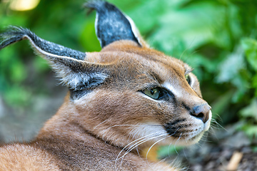 Image showing beutiful cat, Caracal